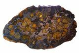 Polished Sericho Pallasite Meteorite ( g) Slice - Kenya #300770-1